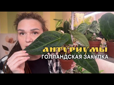 АНТУРИУМЫ из ГОЛЛАНДСКОЙ закупки | ОБЗОР. Стоит ли покупать?