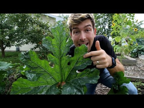 Try These Methods For Growing Large and Healthy Zucchini