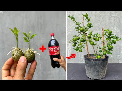 TECHNIQUE: Using Coca-Cola to stimulate lemon roots to grow strong and yield high yield