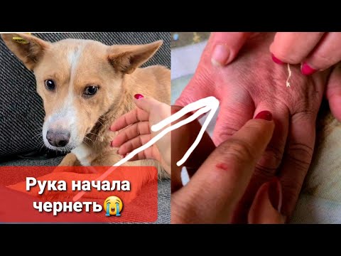 Собака ПОКУСАЛА МАМУ, звонили в скорую😢