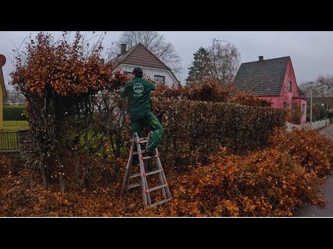 Buchenhecke außer KONTROLLE ! Die Stadt will ihren GEHWEG zurück ! (Satisfying Hedge Cutting)