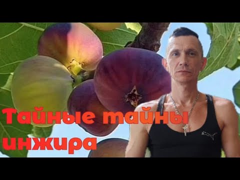 Главный секрет инжира