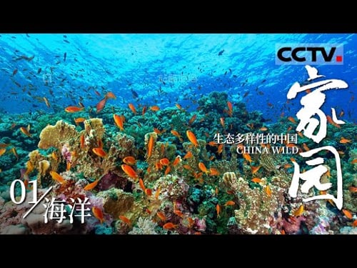 《家园·生态多样性的中国》01 海洋:珊瑚礁、巨砗磲与海草房 共同谱写蓝色家园的奇妙乐章!【CCTV纪录】