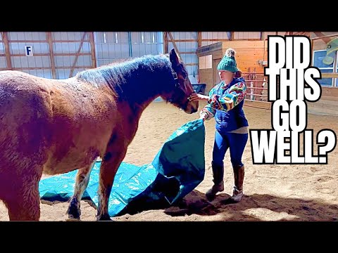 Trying Something New With My 2 Young Fillies!