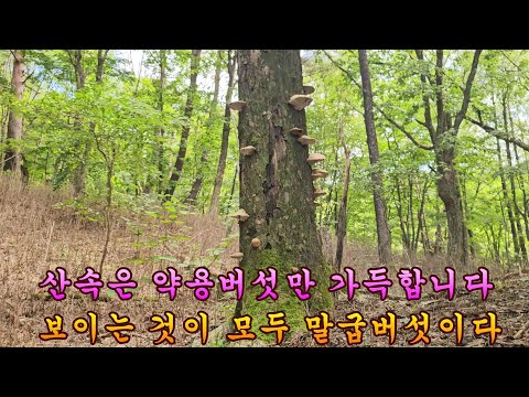 제 1092회 2024.9.27능이버섯 산행에 말굽버섯만 한 트럭 보고 내려왔습니다