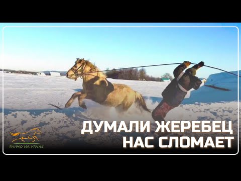 Будни Фермера/ Решили обучить еще одного жеребца/ Рассказываю какие цены и как купить у нас лошадей