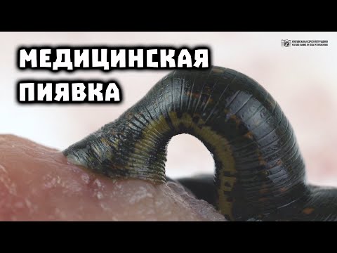 Medicinal Leech in the Wild, in an Aquarium, and as a Medicine // Clever Cricket