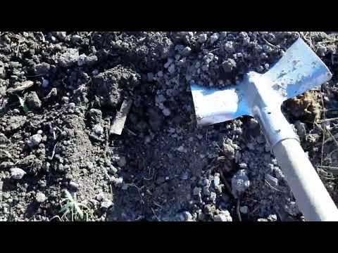 30 ЛЕТ МЕТОДу ПОСАДКИ КАРТОФЕЛЯ