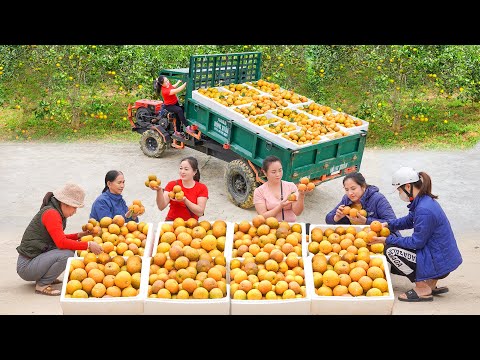 Use Truck To Harvesting Many Orange Goes To Countryside Market Sell With LINH | Daily Farm