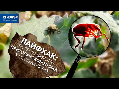 Як легко виявити прихованохоботника у посівах ріпаку? Ділимося лафхаком