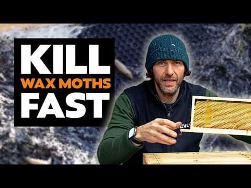 How To Kill Wax Moth With NO Chemicals