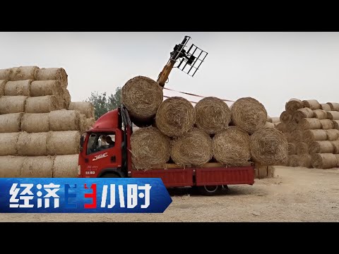 能做饲料、能肥田、能做餐具还能做衣服,小秸秆中藏着大财富 「经济半小时」20230623 | 财经风云