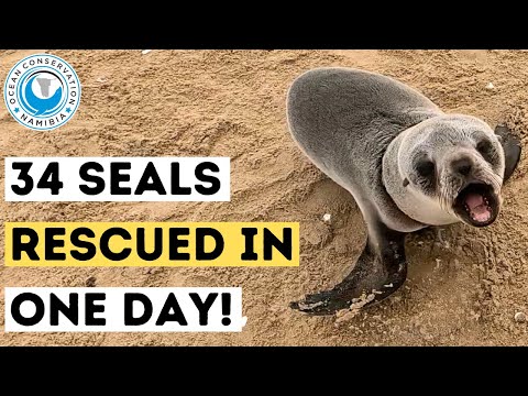 34 Seals Rescued In One Day!