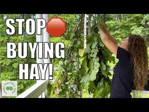 Tree Hay: The Ultimate Farm Hack for Massive Money Savings