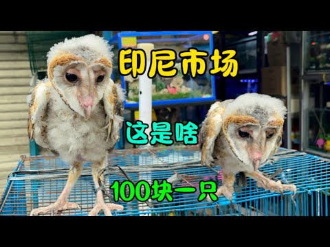 探访印尼动物市场,还卖猫头鹰,100块一只,太离谱