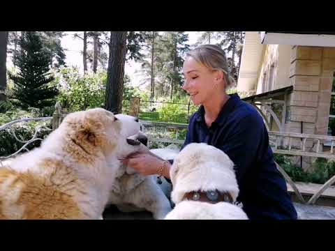 Воспитание щенков Средне Азиатской Овчарки начинается в раннем детстве.