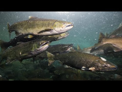 The Salmon Comeback: Inside Norway’s Fishing Legacy