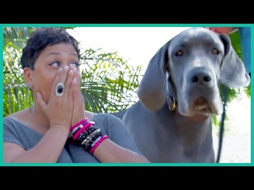 Great Dane Helps Woman Overcome Her Fear of Dogs | Lucky Dog