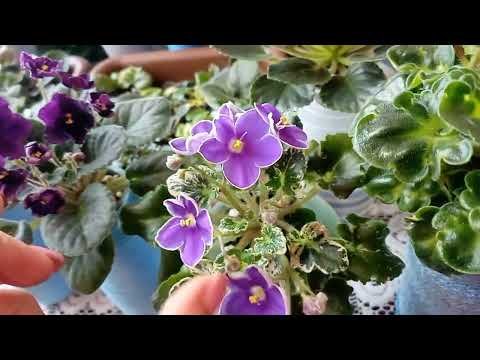 Разговор о фиалках🥰🌱какие сорта нравятся, а нужно ли шапочное цветение?