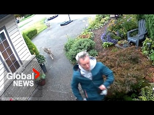 Video captures BC man and his dog chased by aggressive coyotes