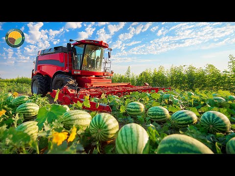 How Farmers Harvest Tons of Watermelons β Modern Watermelon Cultivation | Farming Documentary