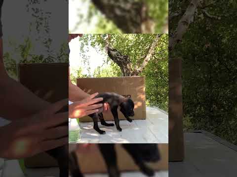 Abandoned Puppies by the Dumpster #puppy #puppies #shorts