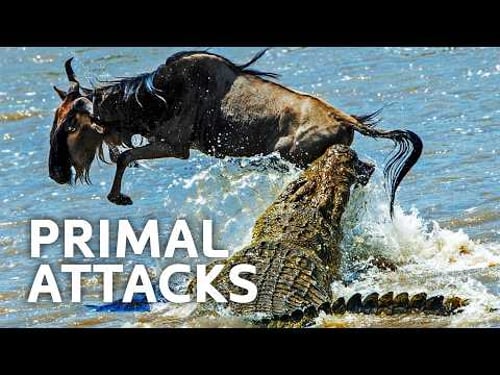 Nature’s Deadliest Killers