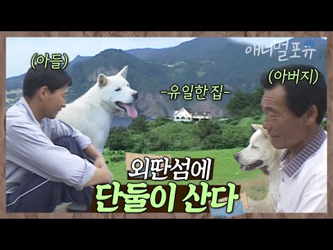 ⛰외딴섬 절벽 위 홀로 남은 집, 그곳엔 부자(父子)와 개들만 산다! | 부자의 섬 | KBS 인간극장 2004 방송