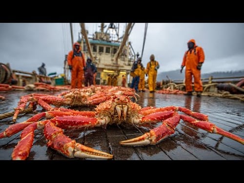 Inside Alaska's 2.3 Million Pound King Crab Season – Catching, Processing & Selling