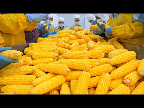 한입에 레전드 찍은 세계 최초 통옥수수 튀김과 통옥수수 아이스크림 / corn fries and ice cream / Korean street food