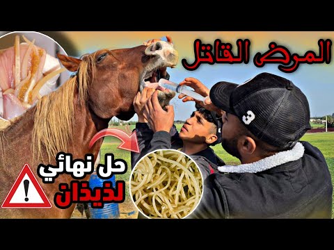 أخييرا هذا هو الحل النهائي لذيذان التي تتسبب في موت الخيول 😢 و شوفوا شحال خرج من فرانسيسكوا 😱 ..