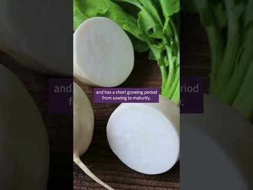 Top 3 Easiest Vegetables to Grow