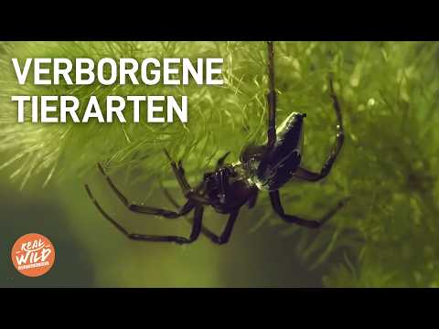 Spezialdoku: Außergewöhnliche Tiere und einzigartige Wildnis