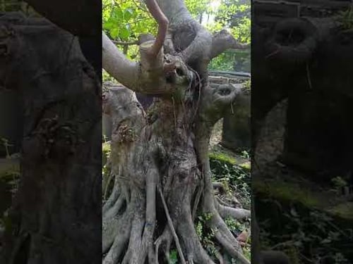 Ficus Bonsai Tree 😍.
