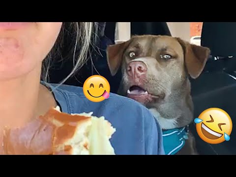 I dare you not to LAUGH at these FUNNY DOGS 😁🦮 - Best Funny Animals Videos 2025 #123