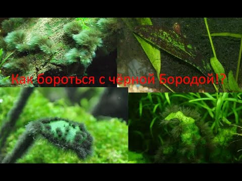 Как бороться с чёрной бородой!?