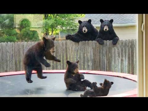 When Animals Think No One's Watching Them 😂 Funny Animals Caught on Camera