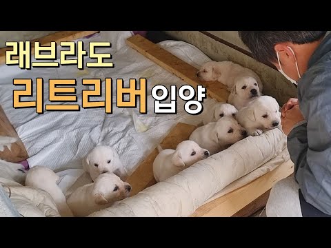 래브라도 리트리버 입양 하는 날 I 골든 리트리버 와 첫 만남