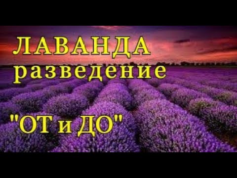 Разведение ЛАВАНДЫ - весь процесс "ОТ и ДО".