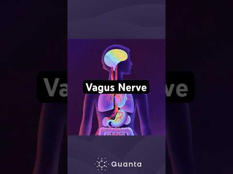 Fascinating Brain-Body Connection #science #vagusnerve #brain