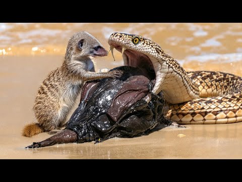 This Would Not Have Been Proven If It Had Not Been Filmed. How Mongooses Kill King Cobras
