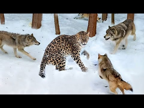 80 momentos interessantes de oponentes errados capturados pela câmera!