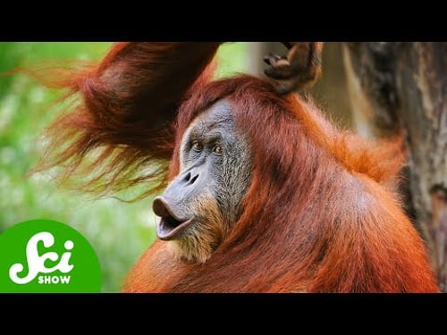 Orangutan Communication is Eerily Similar to Ours