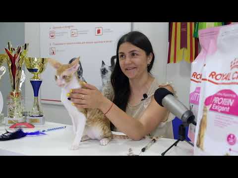 РОСКОШНЫЕ КОШКИ: ПРЕЗЕНТАЦИЯ ПОРОДЫ. КОРНИШ-РЕКС