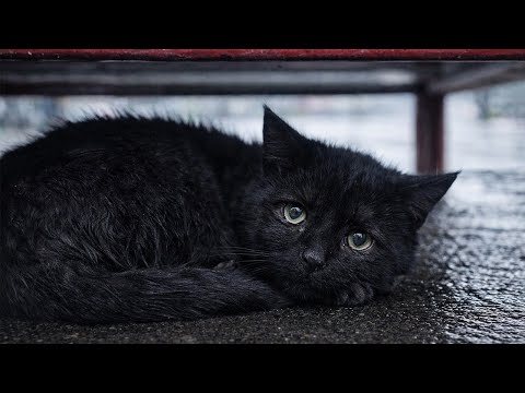 Люди выгоняли кошку с остановки, даже не давая ей спрятаться от дождя...