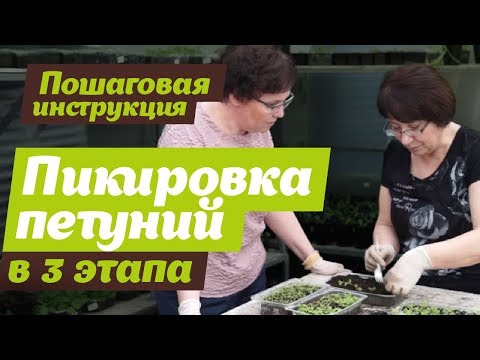 КАК ПИКИРОВАТЬ ПЕТУНИЮ. Смотрите до конца. Инструкция по пикировке петуний в 3 этапа.
