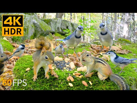 Cat TV for Cats to Watch ๐ป๐ฆ Adorable Birds & Squirrels Up Close ๐ฟ Cat Games 4K HDR