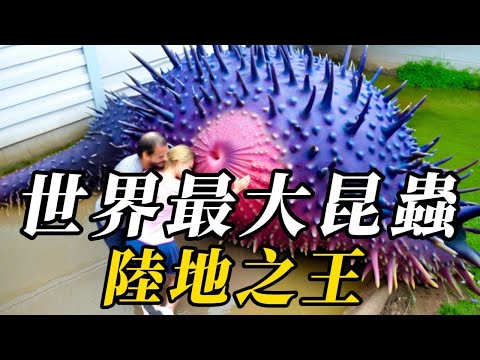 全世界最大的10種昆蟲, 第壹名體長6米,宛如巨型坦克!曾是地球最大,把恐龍當食物!重达4吨,5只虎豹围攻依旧稳稳逃脱!翼展可達5米,飛5小時不扇壹次翅膀! #世界之最 #动物 #动物世界 #科普