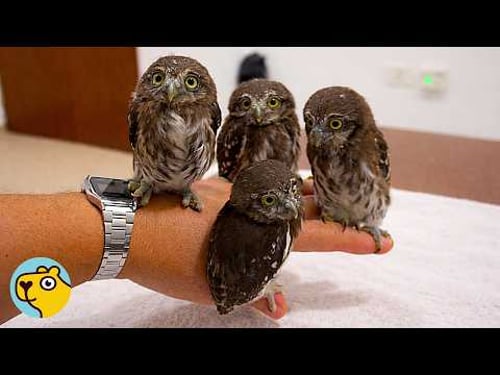 Baby Owls Abandoned in Vent Become Man’s New Family
