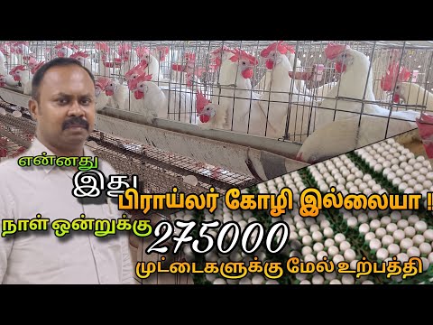 Namakkal Egg Production | 3.5 lakh chickens huge chicken egg farm #layinghens #poultryfarm